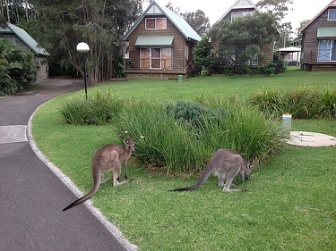 Kangaroos