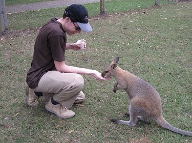 Kangaroo feeding